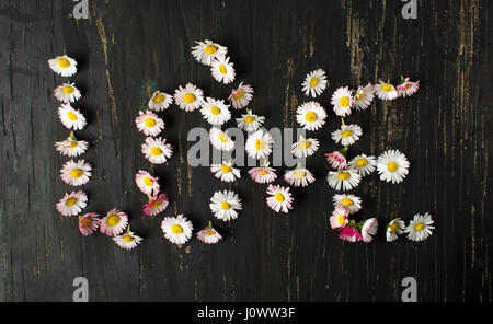 Wort-Liebe mit Blumen-Gänseblümchen auf dunklem Hintergrund geschrieben Stockfoto