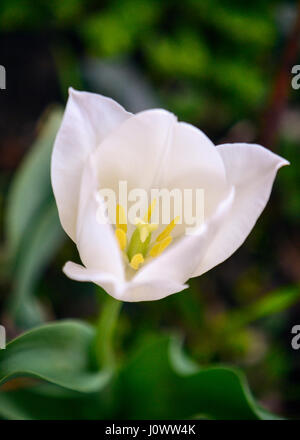 Weiße Tulpe isoliert, blühen an einem Vormittag Sonne mit lebendigen Pistole im Center, dichten Blätter und Licht Schatten in soft-Fokus auf den Hintergrund. Stockfoto