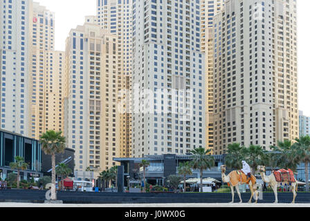 Dubai - 25 Januar: Nahaufnahme der Beduinen, Reiten ein Kamel vor Dubai Marina Mall und Wohn-Wolkenkratzer am 25. Januar 2017. Stockfoto