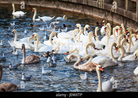 Schwäne auf dem See in Zürich, Schweiz Stockfoto