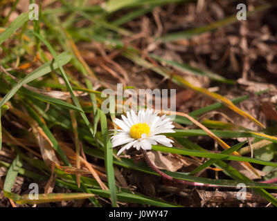 White Daisy Makro hohem Detailgrad Sonnenlicht Leuchten und Leuchten mit Rasen Blätter auf dem Boden einzelne und isoliert Stockfoto