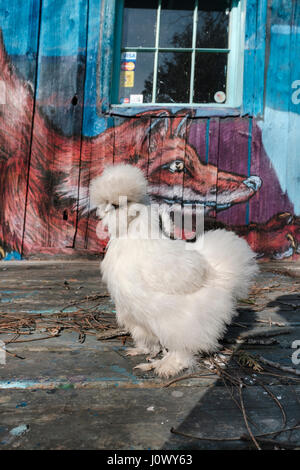 Ein weißes Silkie-Hähnchen, Gallus gallus domesticus, steht vor einem farbenfrohen Graffiti eines Fuchses in Bayfield, Ontario, Kanada. Stockfoto