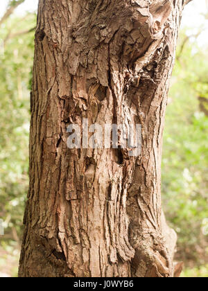 Die Detail der Baum Bar Up Close and Personal mit Charakter braun und Schnitt und Jagged und hohem Detailgrad mit Unschärfe Hintergrund Bokeh und schönes helles Licht Stockfoto
