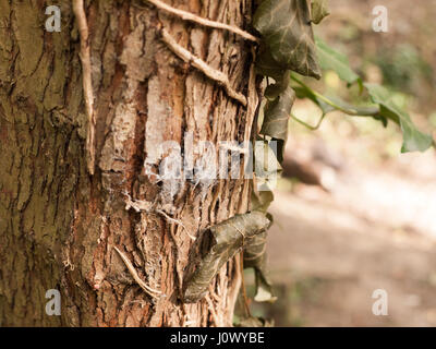 Braun und Golden Tree Bark Up Close mit Blättern und Zweigen hängen im Wald mit Unschärfe Hintergrund Bokeh und Nizza Textur und Muster und Licht Stockfoto