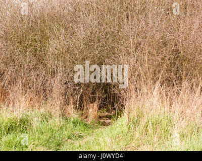 Ein Kaninchen Loch in die Äste und Sträucher, mit Gras unten, im goldenen Licht und Sonne Stockfoto
