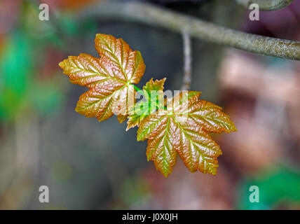 Neue Blätter im Frühjahr Bergahorn, Acer Pseudoplatanus am Alderford gemeinsam, Norfolk, England, Vereinigtes Königreich. Stockfoto