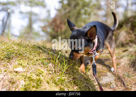 Kleine weibliche Chihuahua Hund über die sniffing Gras auf der Erde in Wäldern für Duftstoffe Nase beim Spaziergang im Freien Model Release: Nein Property Release: Ja. Stockfoto