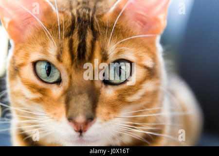 Close up Portrait von weiblichen Bengal Katze Augen und Gesicht Model Release: Nein Property Release: Ja. Stockfoto