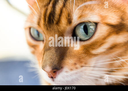 Close up Portrait von weiblichen Bengal Katze Augen und Gesicht Model Release: Nein Property Release: Ja. Stockfoto