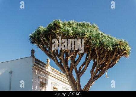 Dracaena Draco oder Drachenbaum ist natürliche Wahrzeichen der Insel Teneriffa Stockfoto