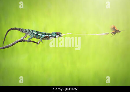 Chamäleon fangen Beute, Indonesien Stockfoto