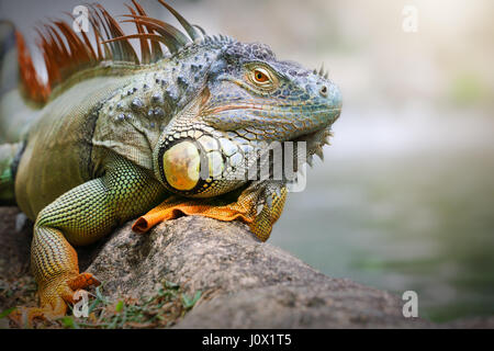 Leguan sitzt auf einem Felsen, Indonesien Stockfoto