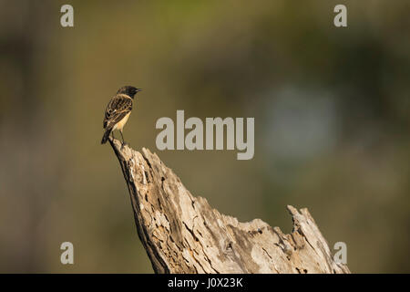 Sibirische Schwarzkehlchen (Saxicola Maurus Stejnegeri) männlich, Tmatboey, Kambodscha Stockfoto