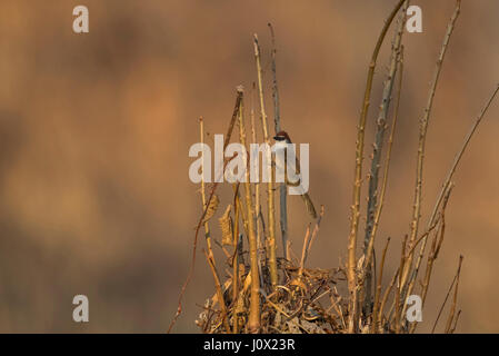 Kastanien-capped Schwätzer (Timalia Pileata Diktator), Tmatboey, Kambodscha Stockfoto