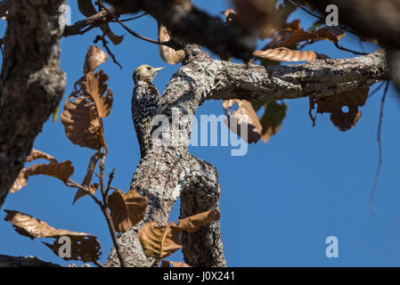 Gelb-gekrönter Specht (Dendrocopos Mahrattensis) weiblich, Tmatboey, Kambodscha Stockfoto