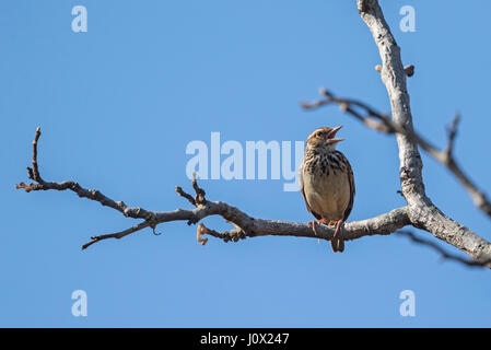 Indochinesische Bush Lerche (Mirafra Erythrocephala) singen, Tmatboey, Kambodscha Stockfoto