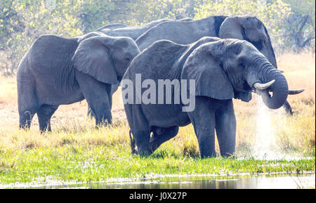 Elefanten Baden im Fluss Okavango, Botswana Stockfoto