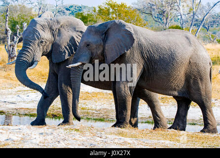 Elefanten vom Wasserloch, Okavango, Botswana Stockfoto