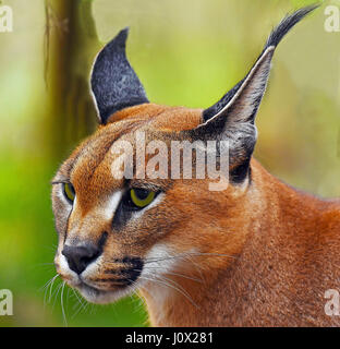 Porträt von Caracal, Limpopo, Südafrika Stockfoto