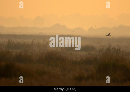 Östlichen Rohrweihe (Circus Spilonotus) überfliegen Florican Grünland, von Sunrise, Kambodscha Stockfoto