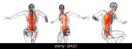 3D Rendering medizinische Illustration des menschlichen Magen-Darm-System und Atmungssystem Stockfoto