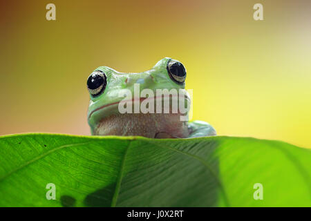 Plumpen Frosch sitzt auf einem Blatt, Indonesien Stockfoto