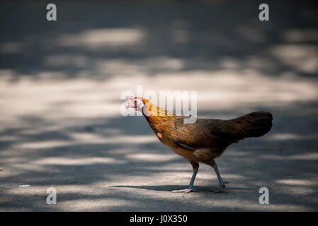 Nahaufnahme Portrait von bantam Huhn, Henne Stockfoto