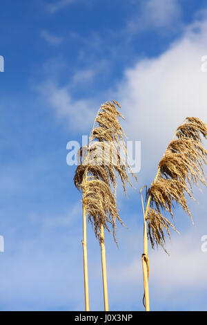 Pampasgras vor einem blauen Himmelshintergrund Stockfoto