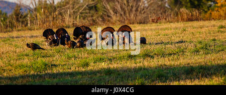 Herde von wilden Truthühner (Meleagris Gallopavo) mit sechs männlichen Toms fanning in einem Feld in Wausau, Wisconsin Stockfoto