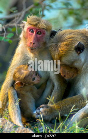 Sri Lankan Affen im Yala National Park Stockfoto