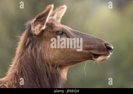 Weibliche Roosevelt Elk Portrait, Farbbild, Nordkalifornien Stockfoto