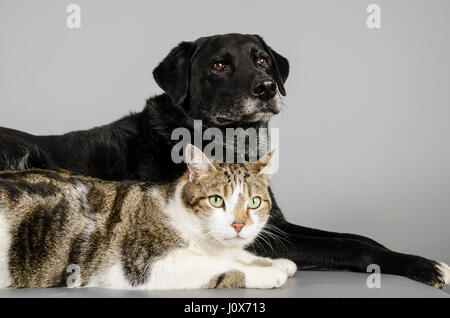 Katze und Hund, Großbritannien. Stockfoto