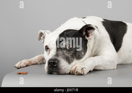 Hund entspannend, fotografiert in Großbritannien. Stockfoto
