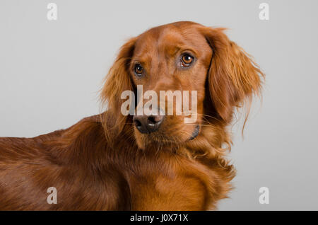 Porträt einer irischen Setter (weiblich, 14 Monate) in Großbritannien. Stockfoto