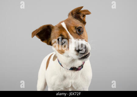 Porträt eines Jack Russell Terrier mit einem beschädigten Ohr, Großbritannien. Stockfoto