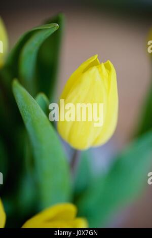 Ostern gelbe Tulpen Stockfoto