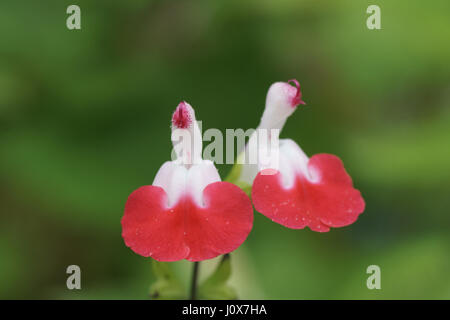 Salvia Microphylla "Hot Lips" Stockfoto