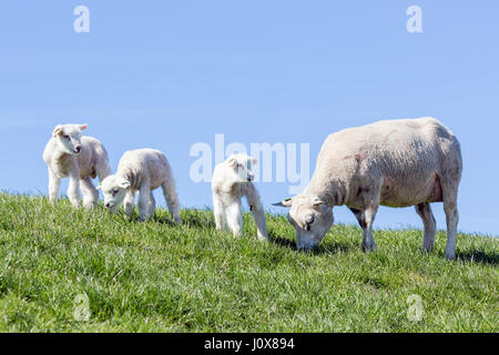 Schafe und kleine Lämmer auf niederländischen Gebiet an einem sonnigen Tag Stockfoto