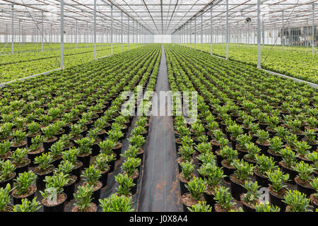 Niederländischen Gewächshaus mit Anbau von Skimmia Pflanzen Stockfoto