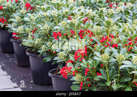 Grünen Strauch (Skimmia) mit roten Früchten in einem niederländischen Gewächshaus Stockfoto