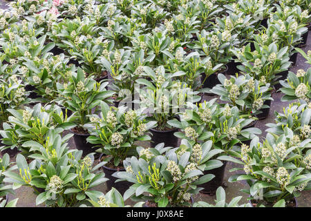 Anbau von Strauch Pflanzen (Skimmia) in Blumentöpfen in einem niederländischen Gewächshaus Stockfoto