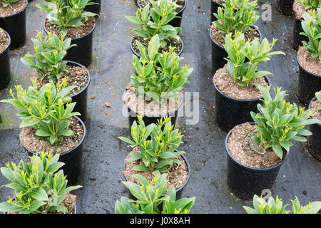 Anbau von Strauch Pflanzen (Skimmia) in Blumentöpfen in einem niederländischen Gewächshaus Stockfoto