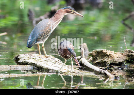 Grüne Reiher thront auf einem Baumstamm in einer lokalen Teich Stockfoto