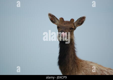 Tule Elk Roaming die Tule Elk bewahren in Point Reyes National Park, CA. Stockfoto