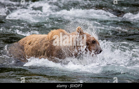 Der Braunbär Bürsten Wasser, umgeben von Spray. USA. Alaska. Kathmai Nationalpark. Große Abbildung. Stockfoto