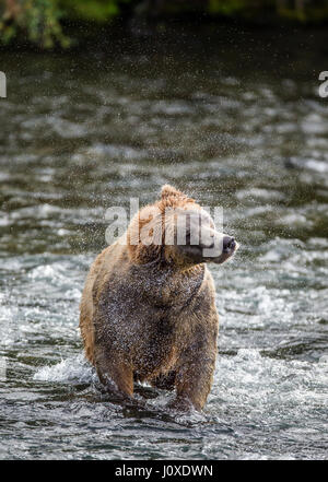 Der Braunbär Bürsten Wasser, umgeben von Spray. USA. Alaska. Kathmai Nationalpark. Große Abbildung. Stockfoto