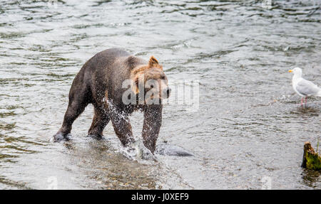 Der Braunbär Bürsten Wasser, umgeben von Spray. USA. Alaska. Kathmai Nationalpark. Große Abbildung. Stockfoto