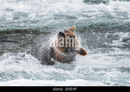 Der Braunbär Bürsten Wasser, umgeben von Spray. USA. Alaska. Kathmai Nationalpark. Große Abbildung. Stockfoto