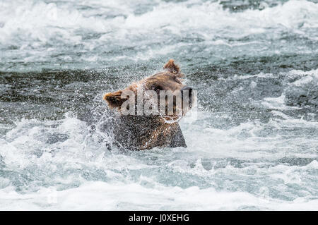 Der Braunbär Bürsten Wasser, umgeben von Spray. USA. Alaska. Kathmai Nationalpark. Große Abbildung. Stockfoto