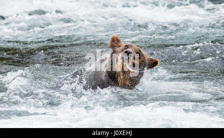 Der Braunbär Bürsten Wasser, umgeben von Spray. USA. Alaska. Kathmai Nationalpark. Große Abbildung. Stockfoto